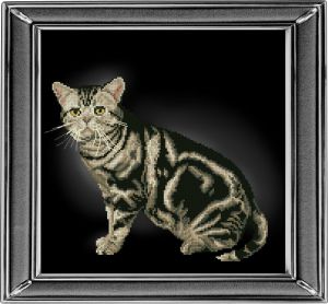 20912 - Американская короткошёрстная кошка