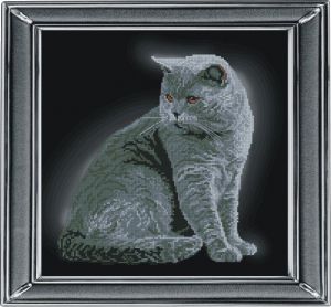 21111 - Британская короткошёрстная кошка