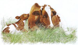 449 - Красная корова