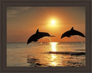 АЖ-1089 - Игры дельфинов