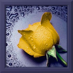 АЖ-18 - Жёлтая роза