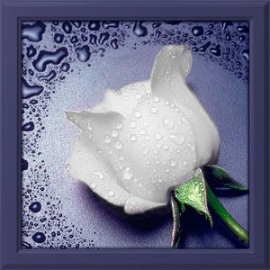 АЖ-24 - Белая роза