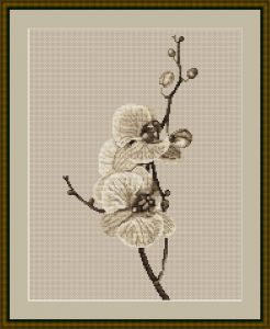 b291 - Орхидея