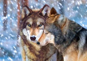 DE7088 - Волк и волчица