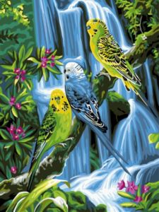 ex5286 - Волнистые попугаи