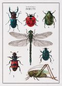 История насекомых