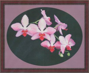 0116 - Ветка орхидеи