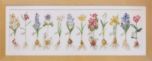 1087 - Коллаж цветочных луковиц