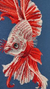 1597 - Рыбка Петушок