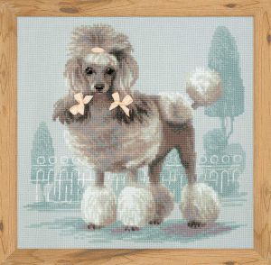 1635 - Малый пудель