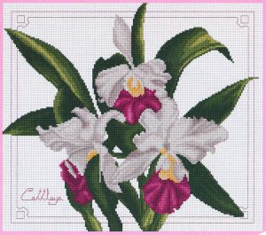 17-J - Орхидеи
