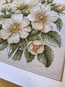 1731 - Дикий шиповник