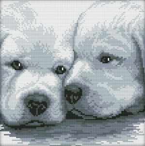 2170 - Два белых щенка