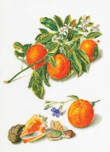 3061 - Апельсины и мандарины