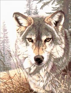 32-2708-НВ - Взгляд волка