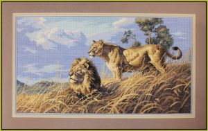3866 - Африканские львы