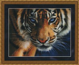35017 - Голубоглазый тигр