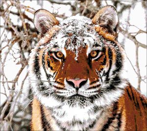 41-2695-НС - Сибирский тигр