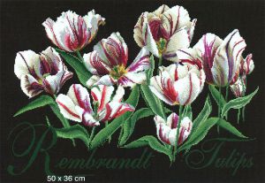 447.05a - Тюльпаны Рембрандт
