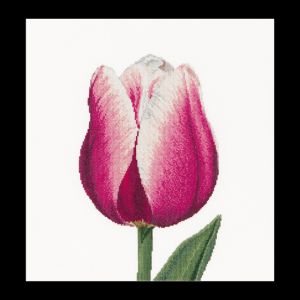 517 - Розовый тюльпан