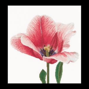518 - Розовый тюльпан Дарвин