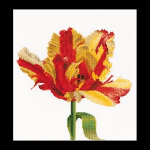 519 - Красно-желтый тюльпан