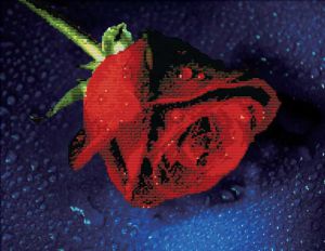 7003-3D - Прекрасная роза