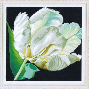 7616 - Белый тюльпан