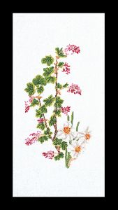 824 - Цветы смородины-Нарцисс