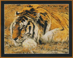 98077 - Раджа - сибирский тигр