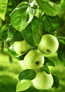 ag208 - Зеленные яблоки