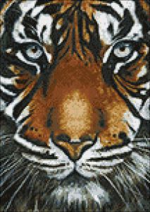 ag247 - Взгляд тигра