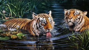 Ag2569 - Тигры в воде