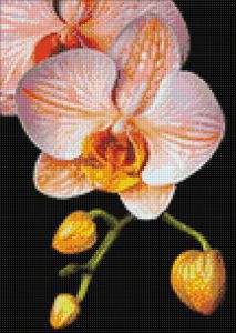 ag281 - Изящная орхидея
