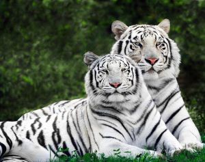 ag408 - Влюбленные тигры