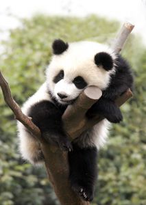 ag431 - Уставшая панда