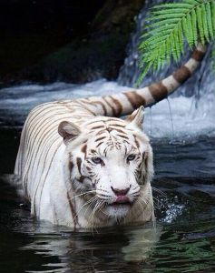 ag433 - Белый тигр в воде