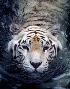 ag450 - Тигр в воде