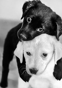 ag453 - Черный и белый щенок