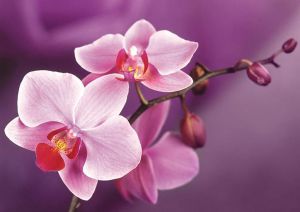 ag4634 - Ветвь орхидеи