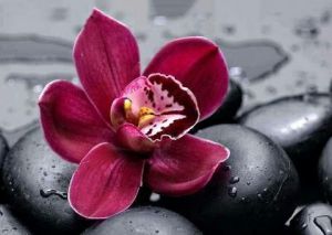 ag4675 - Королевская орхидея 