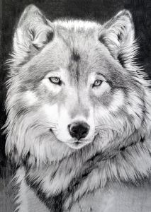 ag545 - Серый волк