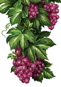 ag865 - Кисти винограда