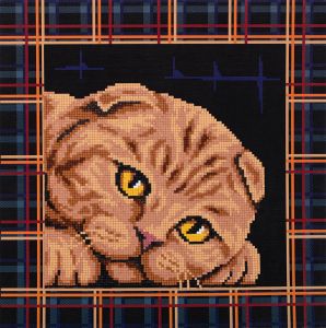 ALBP-293 - Шотландская кошка
