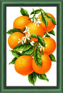 АЖ-1091 - Гроздь апельсинов
