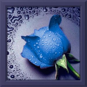 АЖ-15 - Синяя роза