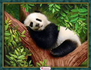 АЖ-1826 - Сонная панда