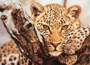 b525 - Леопард