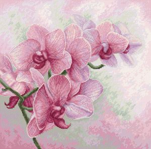 b7009 - Изящные орхидеи