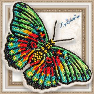 BGP-063 - Euphaedra edwardsi